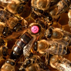 A queen bee marked with a pink dot bearing the number 27